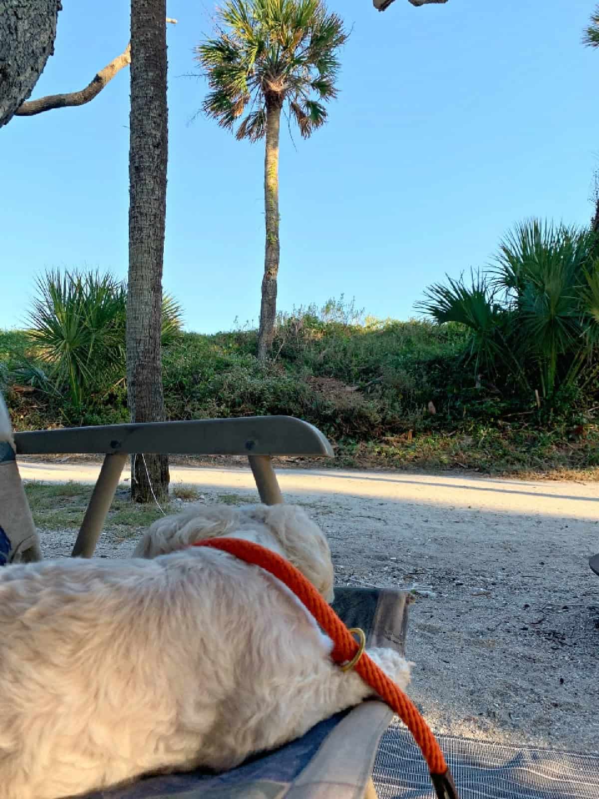 white dog laying on chair looking toward the sand dunes and ocean