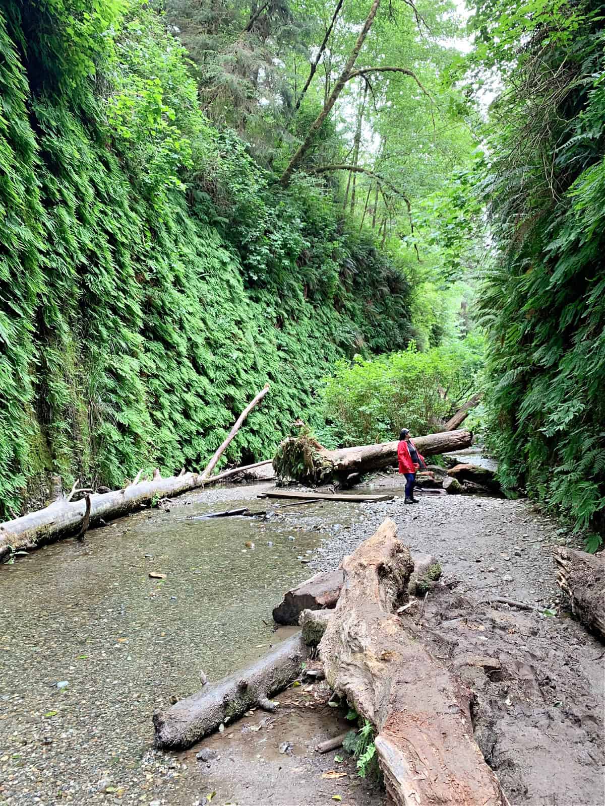 fern canyon hike in Redwood National Park
