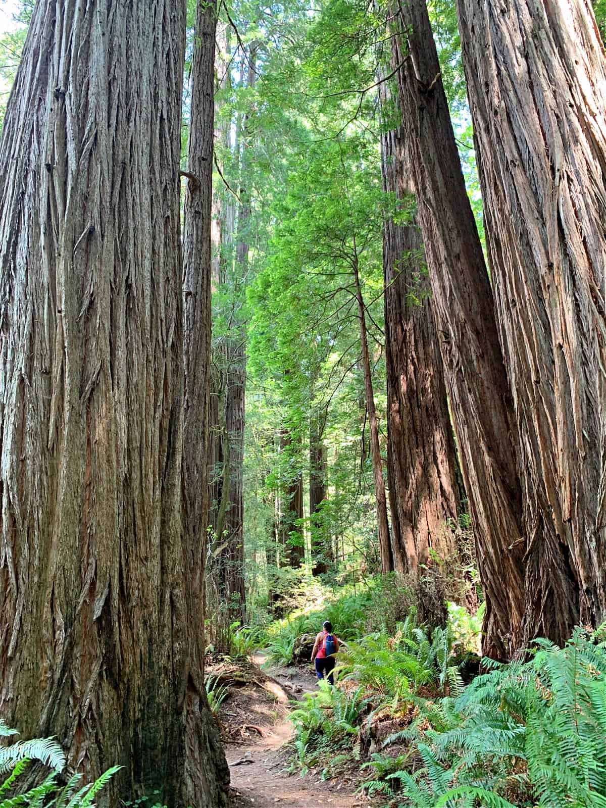 tall tree in Tall Tree Grove in Redwood National Park