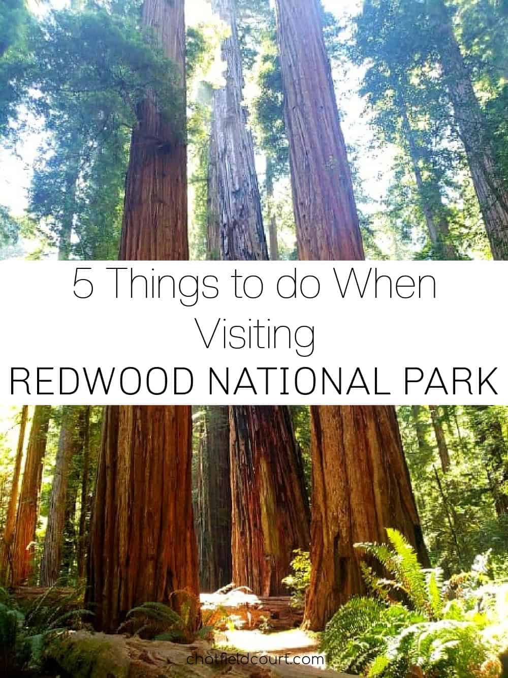 Redwood National Park and large pinterest graphic