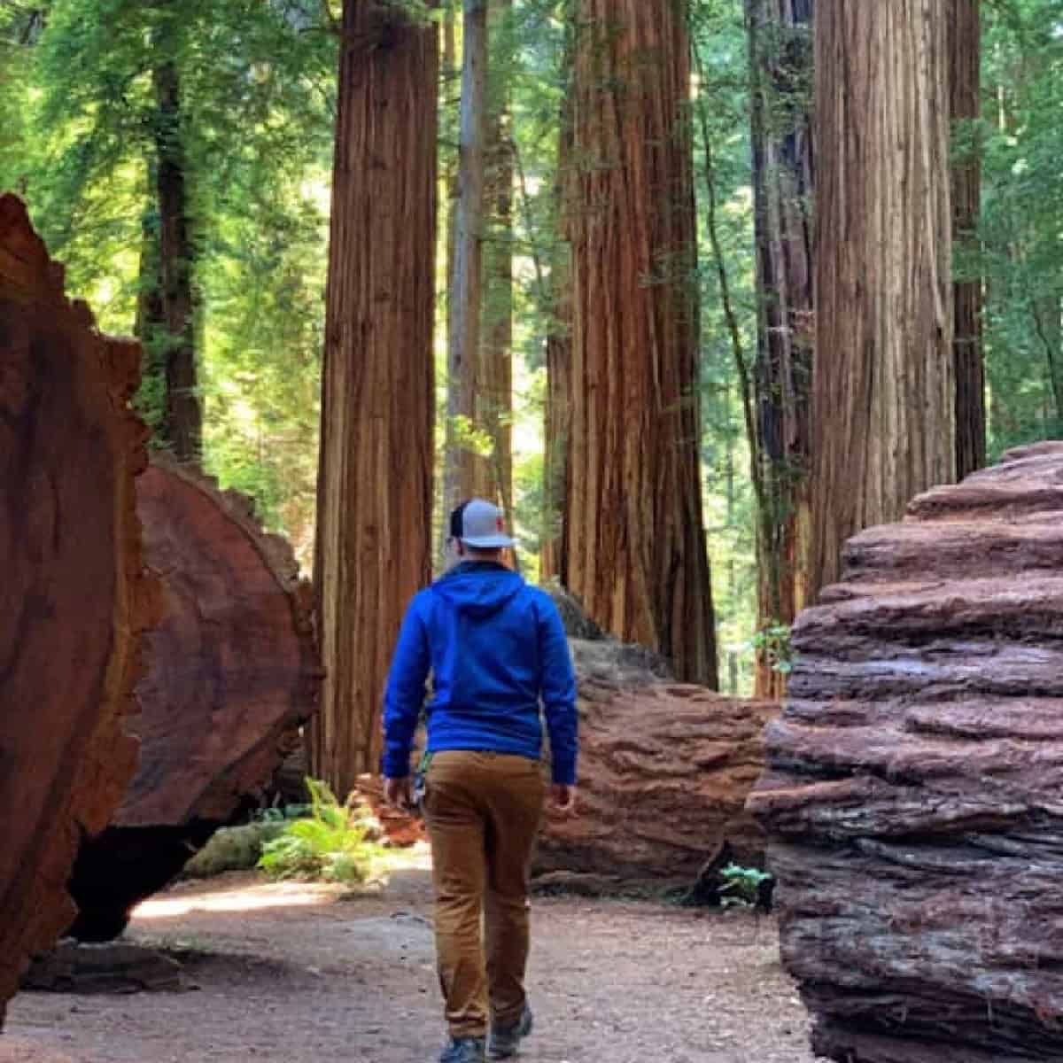 person walking in redwood park