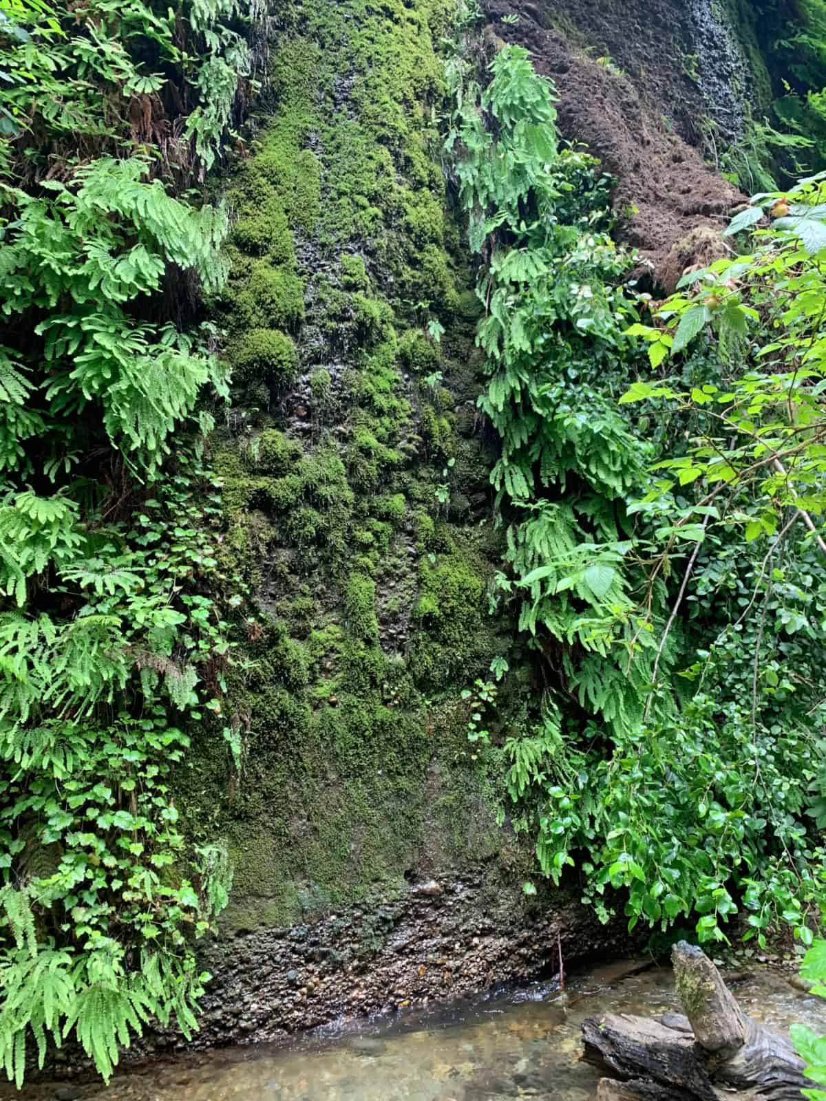 fern canyon wall in Redwood National Park