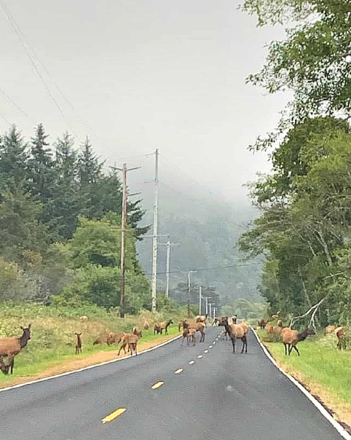 roosevelt elk herd redwoods
